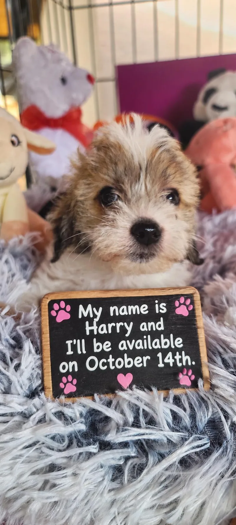 Harry thumbnail 2