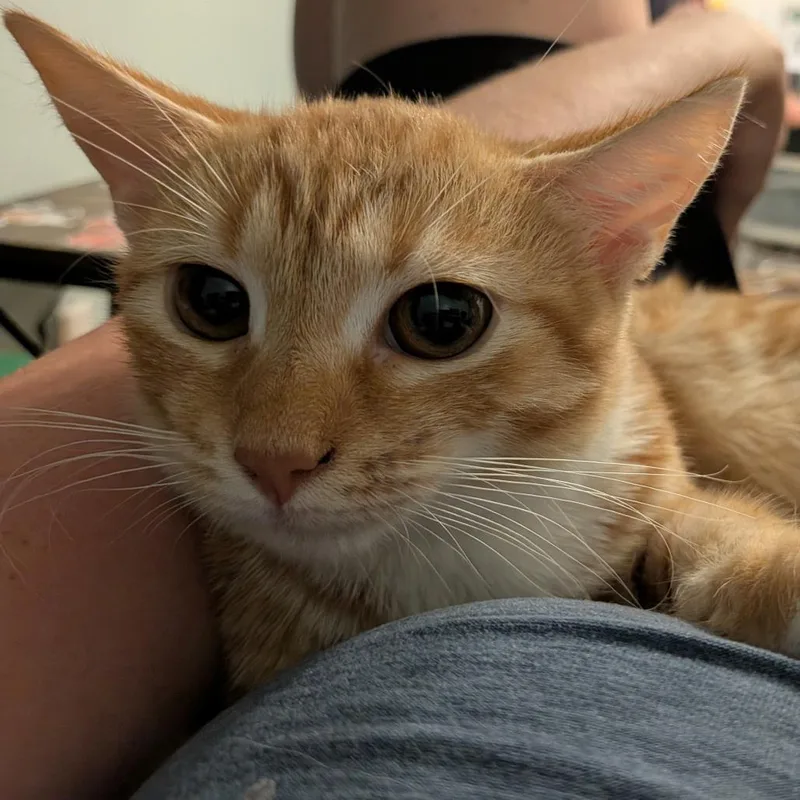 Delilah thumbnail 5