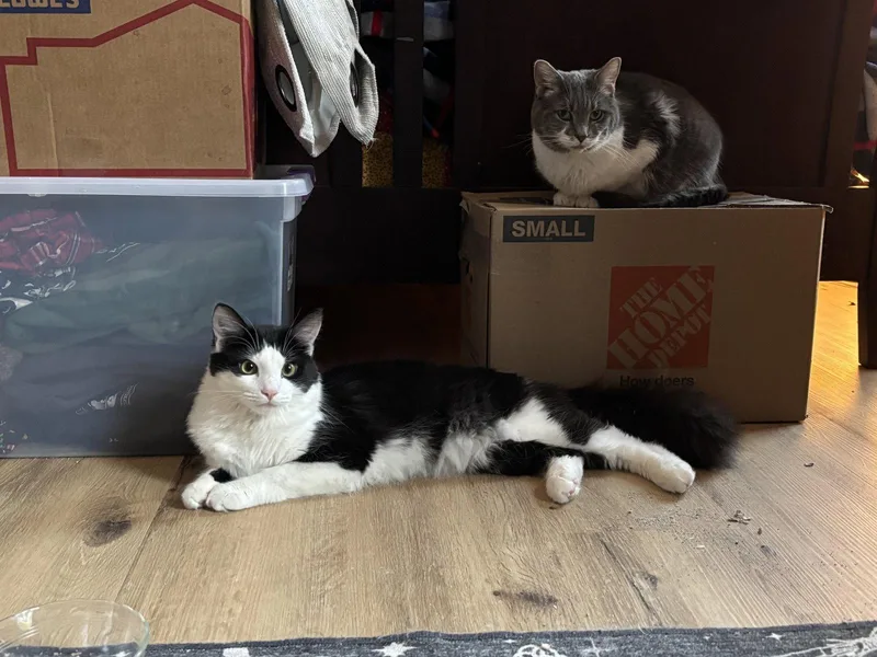 An adult medium-sized female Gray & White Domestic Short Hair cat named Firefly & Gideon bonded for adoption in Herndon, VA