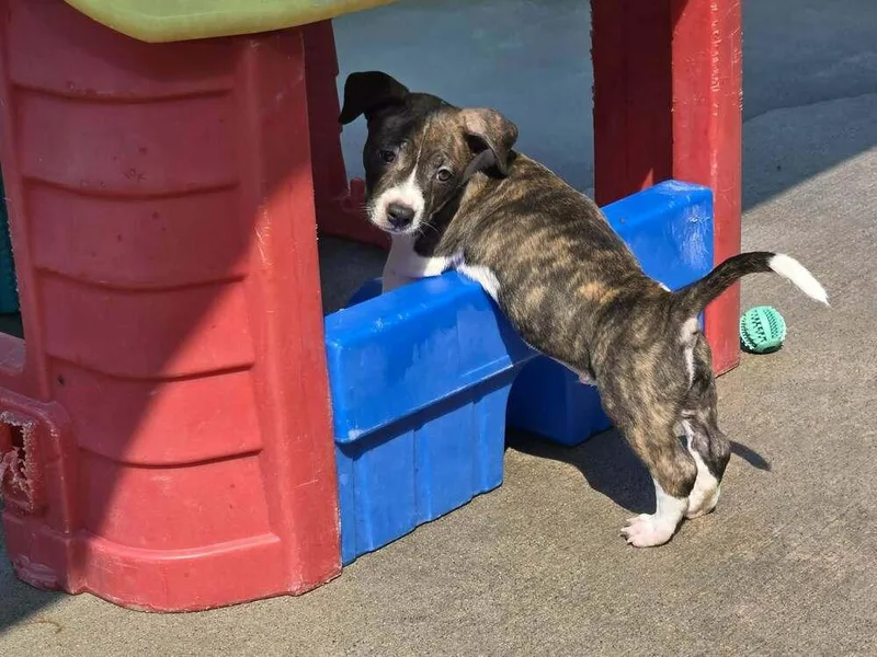 A baby small-sized male Tricolor (Brown, Black, & White) American Staffordshire Terrier dog named Baguette for adoption in Rockland, WI