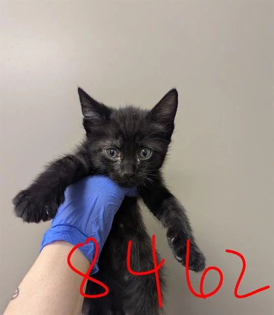 A baby small-sized male Domestic Short Hair cat named Mj for adoption in Ontario, CA
