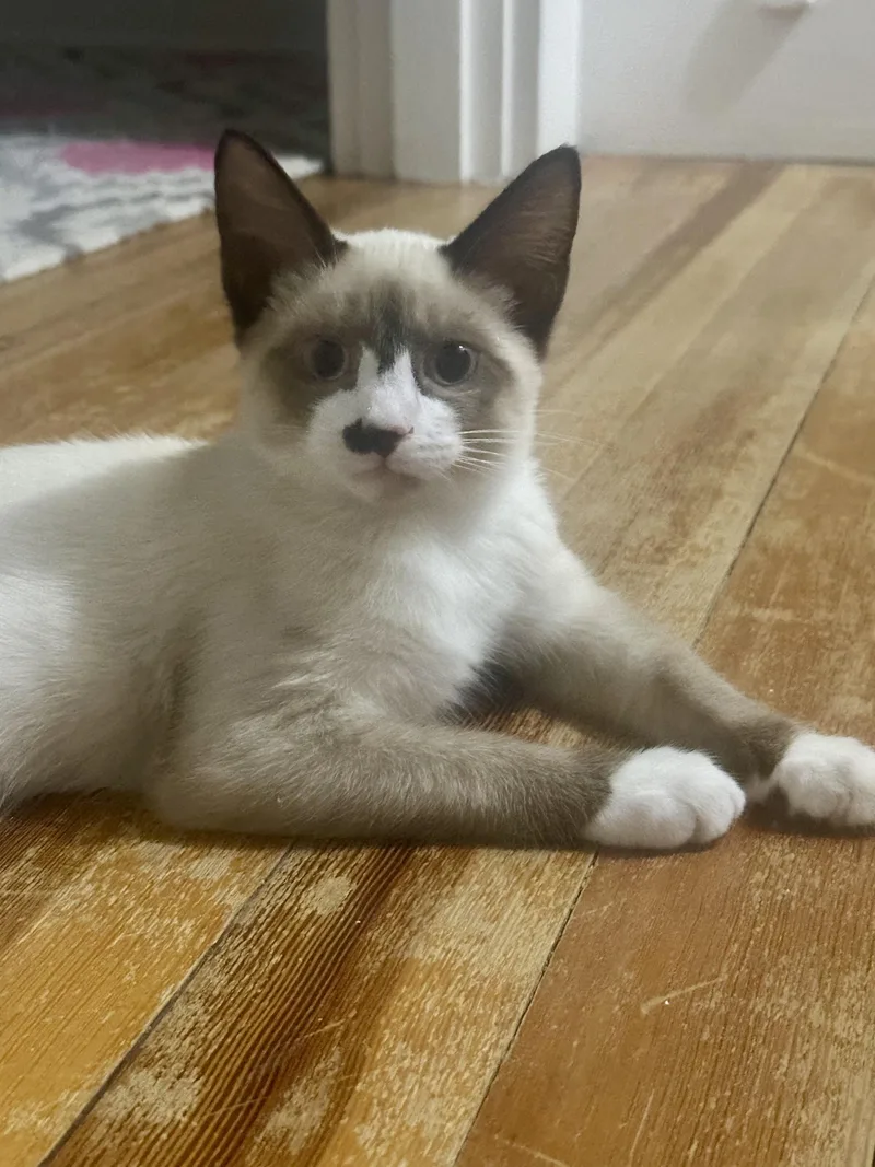 A baby small-sized male Siamese cat named Remi for adoption in Hoyleton, IL