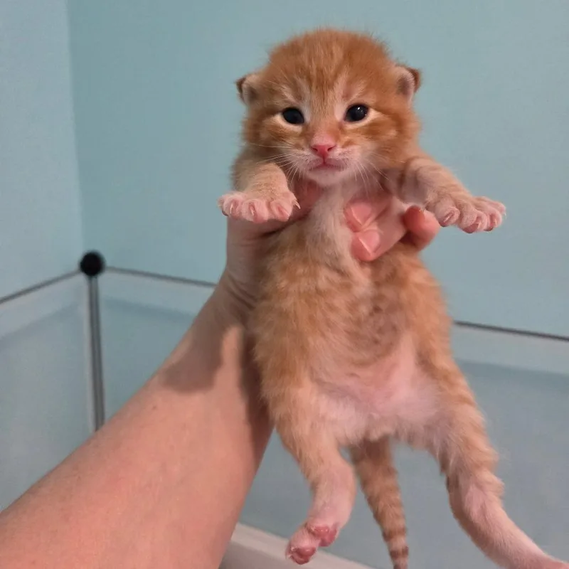 A baby small-sized male Domestic Short Hair cat named Mr. Adventure for adoption in Portage, MI
