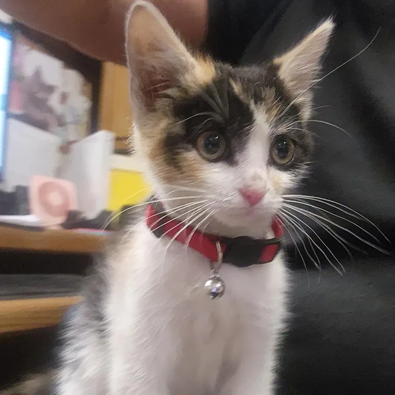 A baby small-sized female White Domestic Short Hair cat named Jellybean for adoption in Evensville, TN
