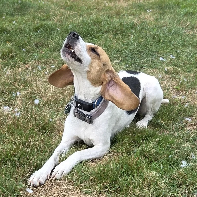A young small-sized female Tricolor (Brown, Black, & White) Beagle dog named Ruby for adoption in Stoughton, MA