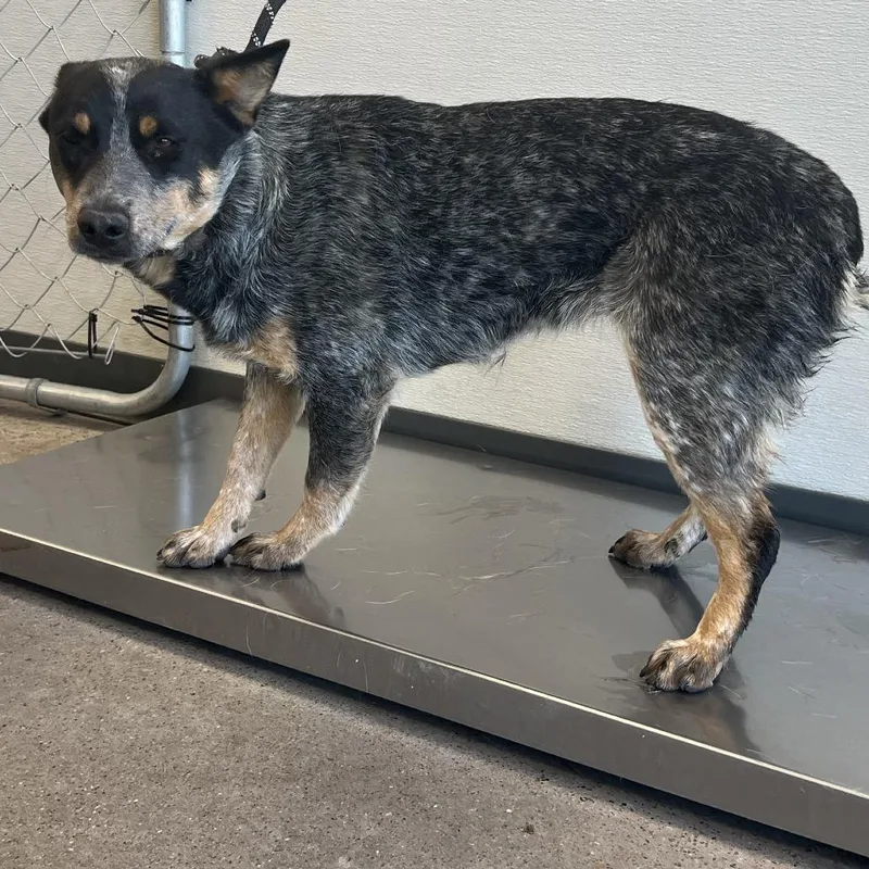 Pattypan thumbnail 2