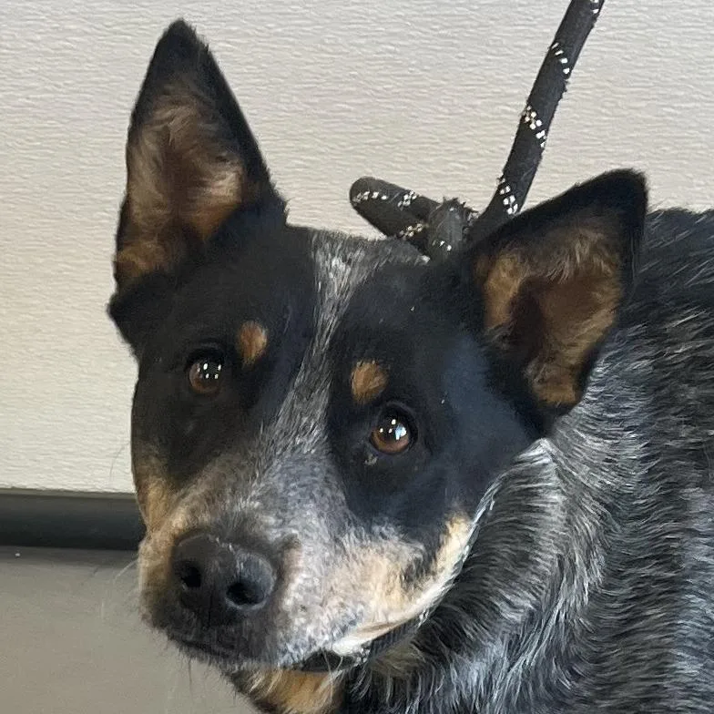 Pattypan thumbnail 3