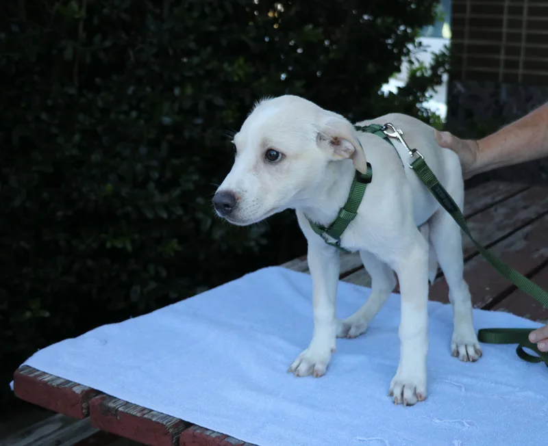 A baby medium-sized male White / Cream Mixed Breed dog named Rian for adoption in Pflugerville, TX