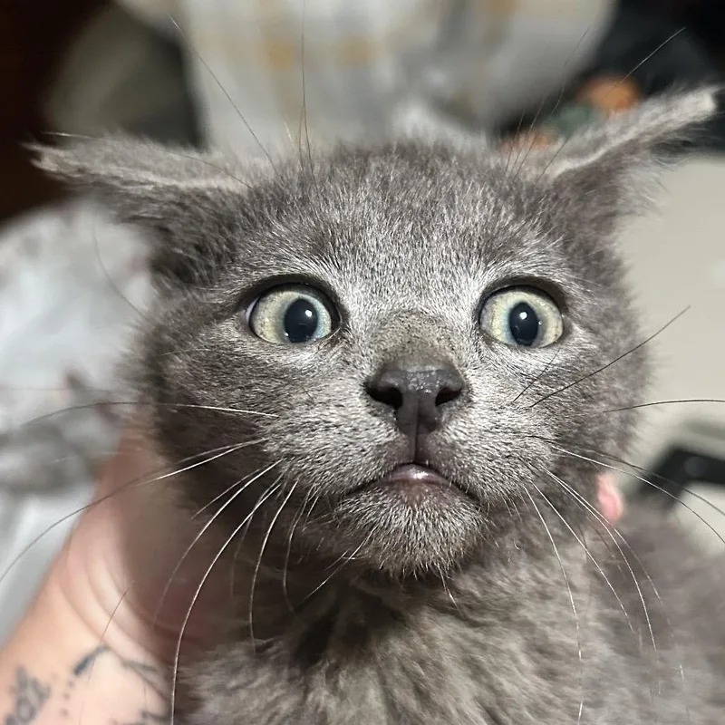 A young small-sized male Gray / Blue / Silver Domestic Short Hair cat named Grayson for adoption in Irwin, PA