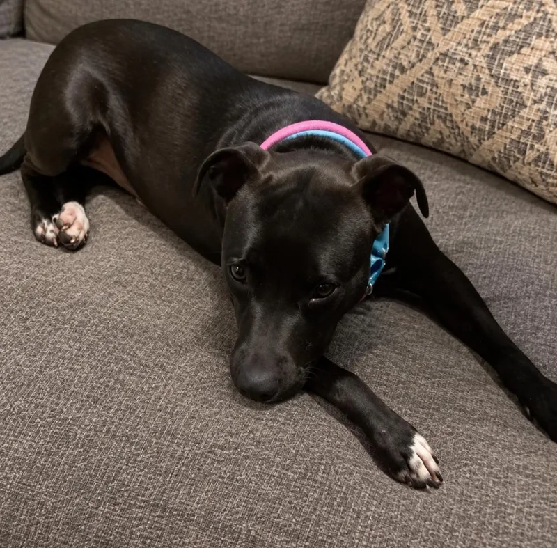 A young medium-sized female Pit Bull Terrier dog named Queenie for adoption in Roswell, GA