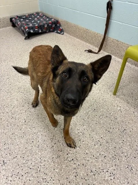 A young medium-sized female Belgian Shepherd / Malinois dog named Mia for adoption in Brighton, CO