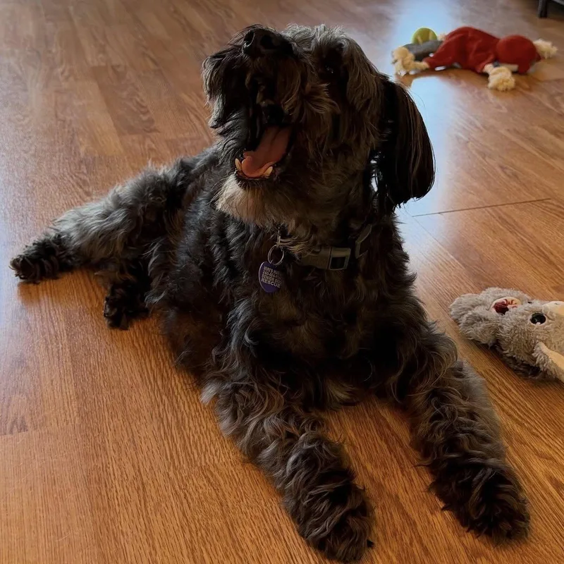 A senior small-sized male Gray / Blue / Silver Miniature Schnauzer dog named Zeke for adoption in Rockville, MD