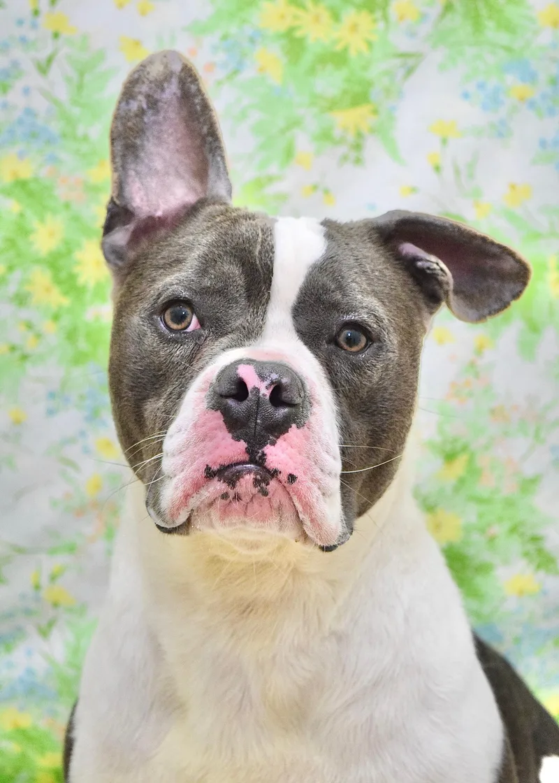 A young medium-sized male Gray / Blue / Silver Pit Bull Terrier dog named Hank for adoption in Dublin, CA