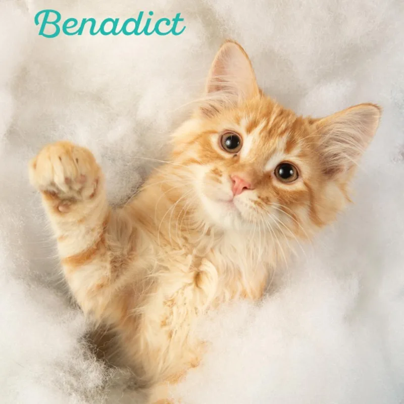 Benedict thumbnail 2