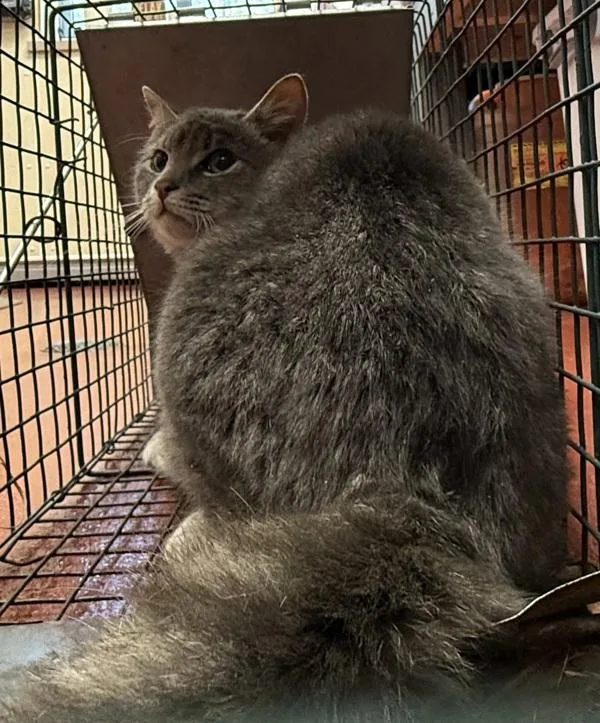 A young small-sized male Domestic Short Hair cat named Flounder for adoption in Salisbury, MD