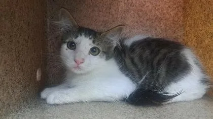 A baby small-sized male Domestic Medium Hair cat named Mr. Guy for adoption in Houston, TX