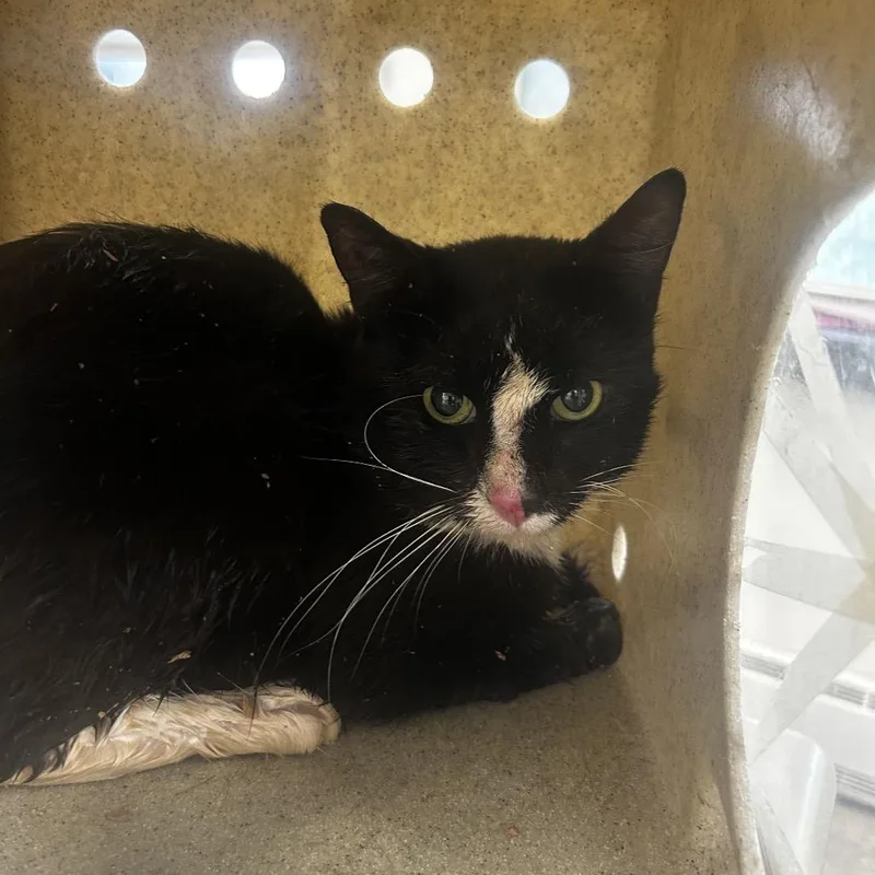 An adult medium-sized male Black Domestic Short Hair cat named Thistle for adoption in Philadelphia, PA