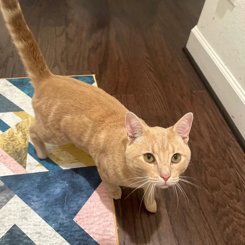 An adult small-sized male Domestic Short Hair cat named Biscuits for adoption in Houston, TX