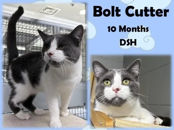 An adult medium-sized male Gray & White Domestic Short Hair cat named Bolt Cutter for adoption in Franklin, IN
