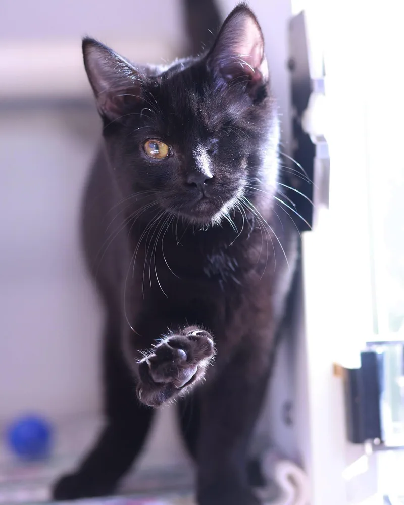 A baby small-sized female Domestic Short Hair cat named Vendetta for adoption in Bridgeport, CT