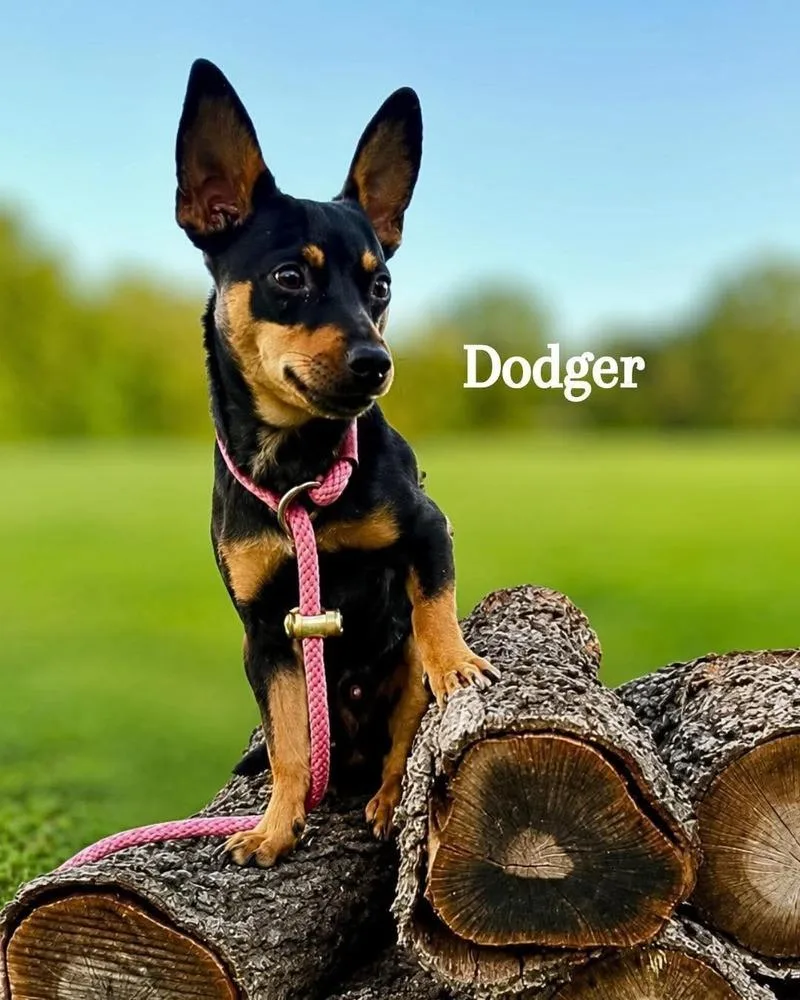 An adult small-sized male Brown / Chocolate Terrier dog named Dodger for adoption in Saugus, MA
