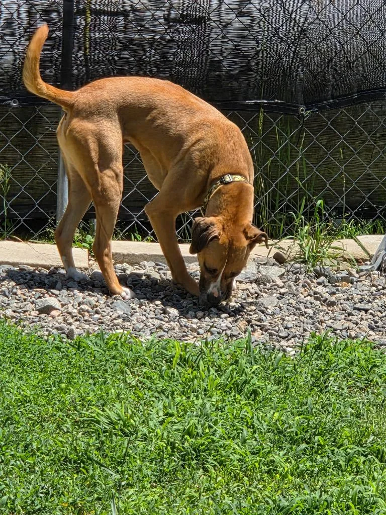 A young large-sized female Labrador Retriever dog named Allie for adoption in Lunenburg, VT