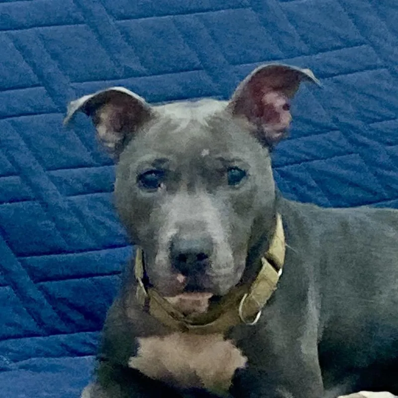 Nova