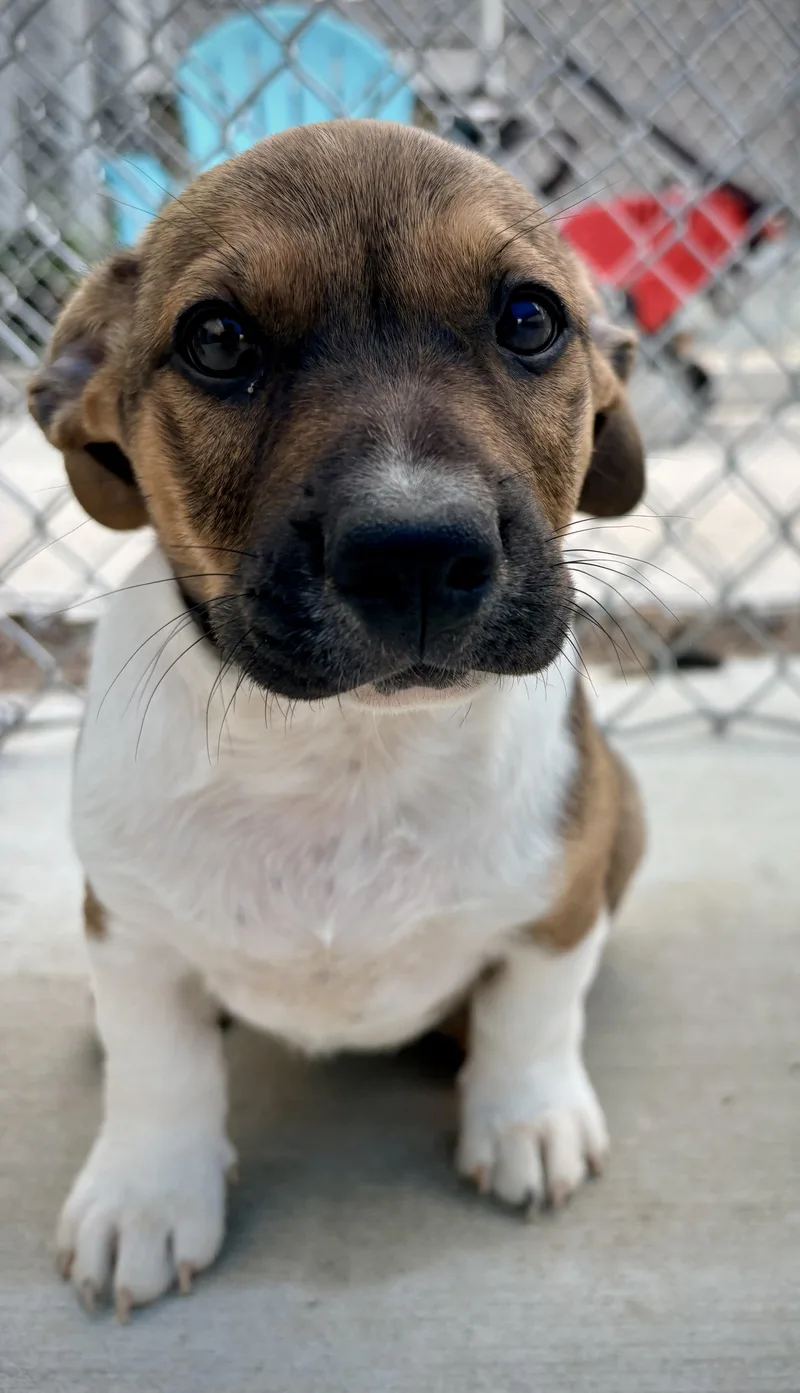 A baby medium-sized female Tricolor (Brown, Black, & White) Corgi dog named Boxi for adoption in Kalamazoo, MI