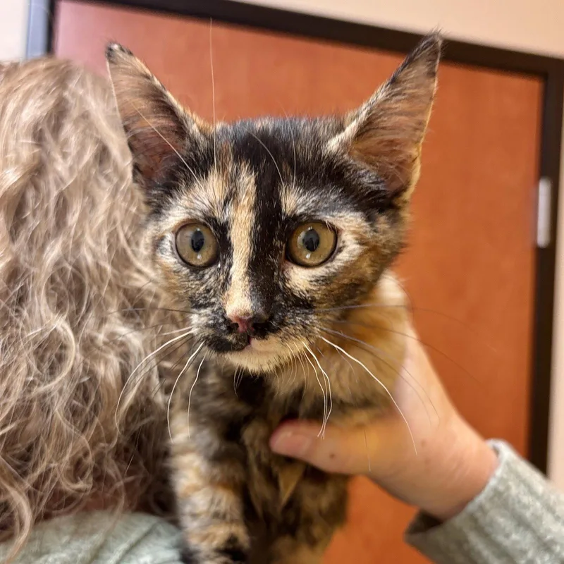 A baby medium-sized female Domestic Short Hair cat named Amber for adoption in Sonora, CA