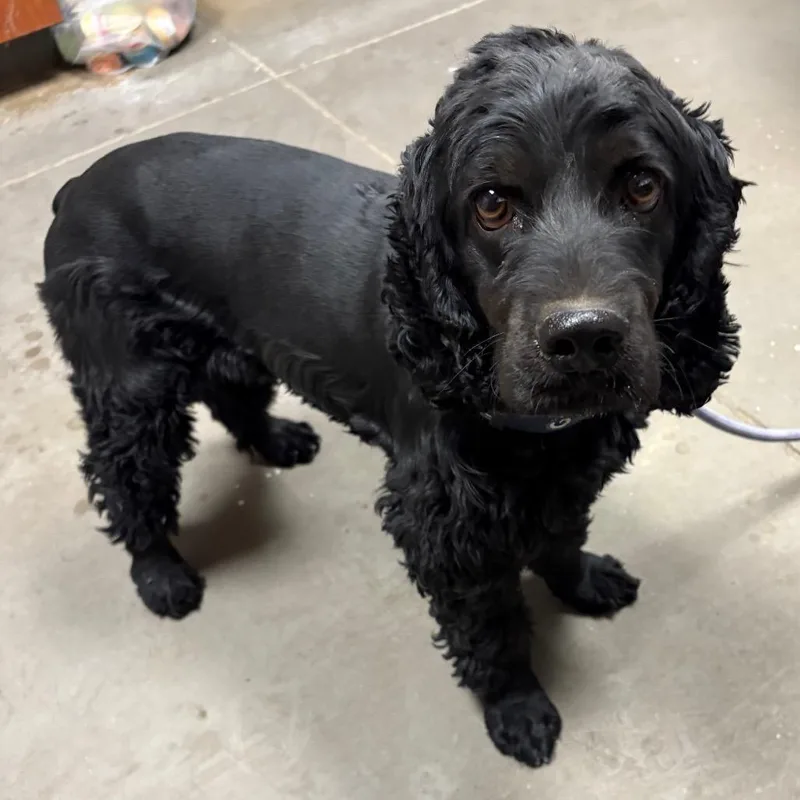 An adult small-sized male Black Cocker Spaniel dog named Chicken Wing for adoption in Yuma, AZ