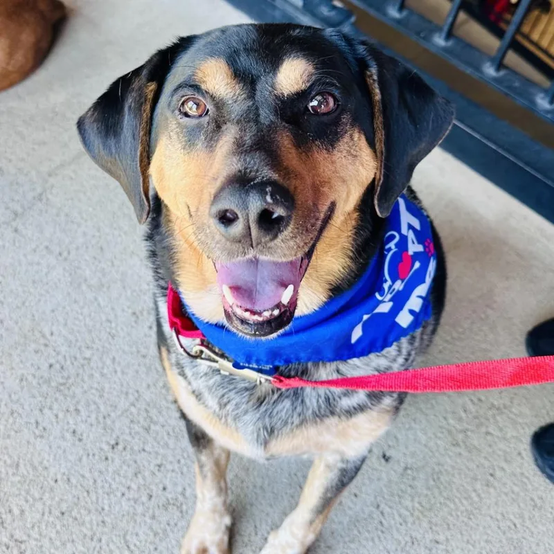 An adult large-sized male Bluetick Coonhound dog named Gucci for adoption in Columbia, IL