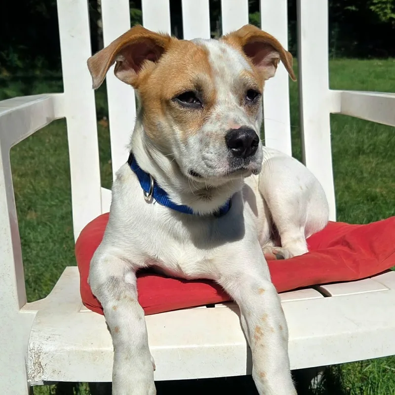 A baby medium-sized male White / Cream Cattle Dog dog named Chex for adoption in Warren, RI
