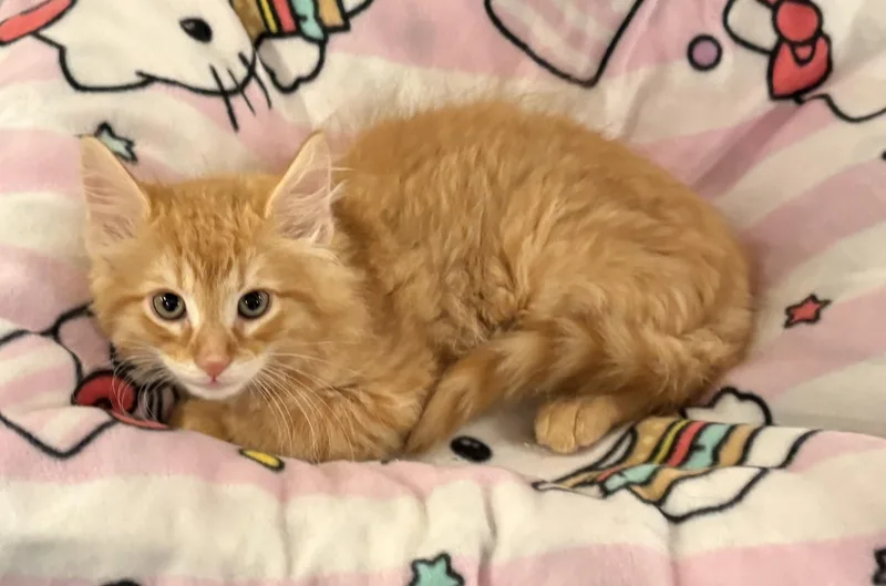 A baby small-sized male Tabby (Orange / Red) Domestic Medium Hair cat named Chipotle for adoption in Seaford, NY