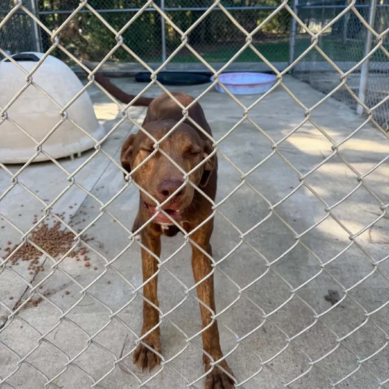 An adult large-sized male Brown / Chocolate Mixed Breed dog named Fudge for adoption in Gadsden, AL