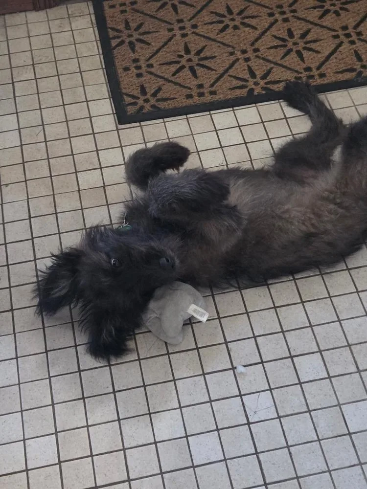 A baby medium-sized female Brown / Chocolate German Shepherd Dog dog named Hetti for adoption in Waunakee, WI