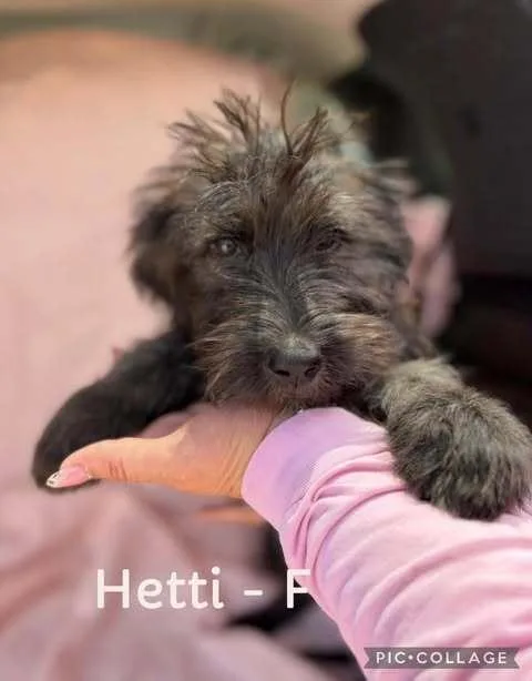 Hetti thumbnail 2