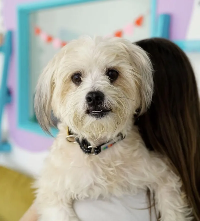 An adult small-sized male Poodle dog named Lucian for adoption in Pasadena, CA