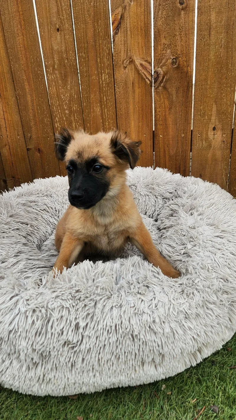 Chubby Ka thumbnail 2