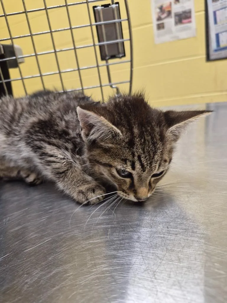 A baby small-sized male Domestic Short Hair cat named Tinker for adoption in Crossville, TN