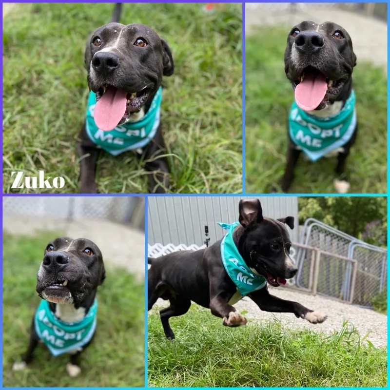 An adult large-sized male Black Pit Bull Terrier dog named Zuko for adoption in Huntington, WV