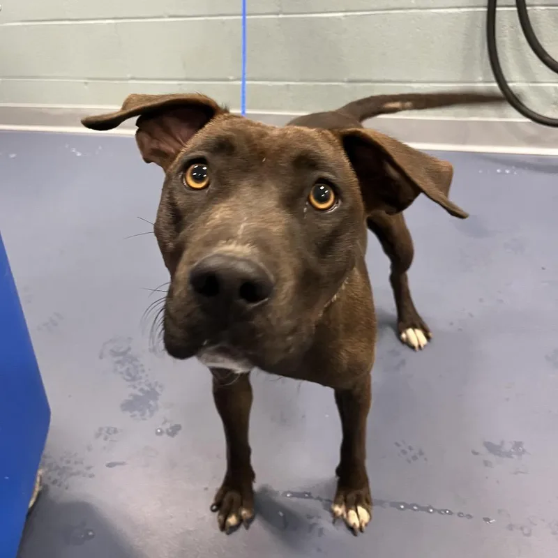 An adult medium-sized female Brown / Chocolate Pit Bull Terrier dog named Blue for adoption in Greensboro, NC