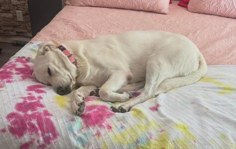 An adult large-sized female White / Cream Labrador Retriever dog named Buffy for adoption in canyon lake, TX