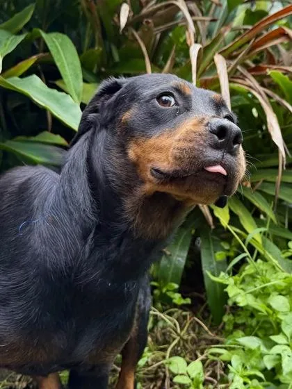 An adult medium-sized female Rottweiler dog named Kira for adoption in New Orleans, LA