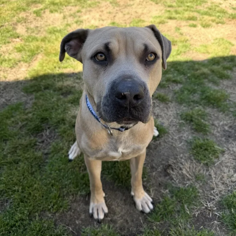 An adult large-sized male Golden Mixed Breed dog named Zeus for adoption in Atoka, TN