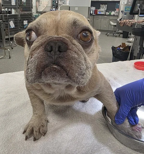 An adult small-sized male French Bulldog dog named Howard J for adoption in San Diego, CA