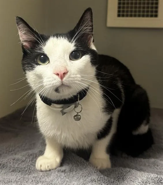 A young medium-sized male Domestic Short Hair cat named Gary for adoption in Statesville, NC