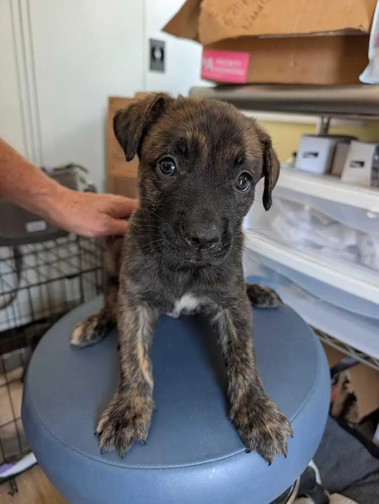 A baby small-sized male Mountain Cur dog named Pancake  Maple for adoption in Lakeland, FL