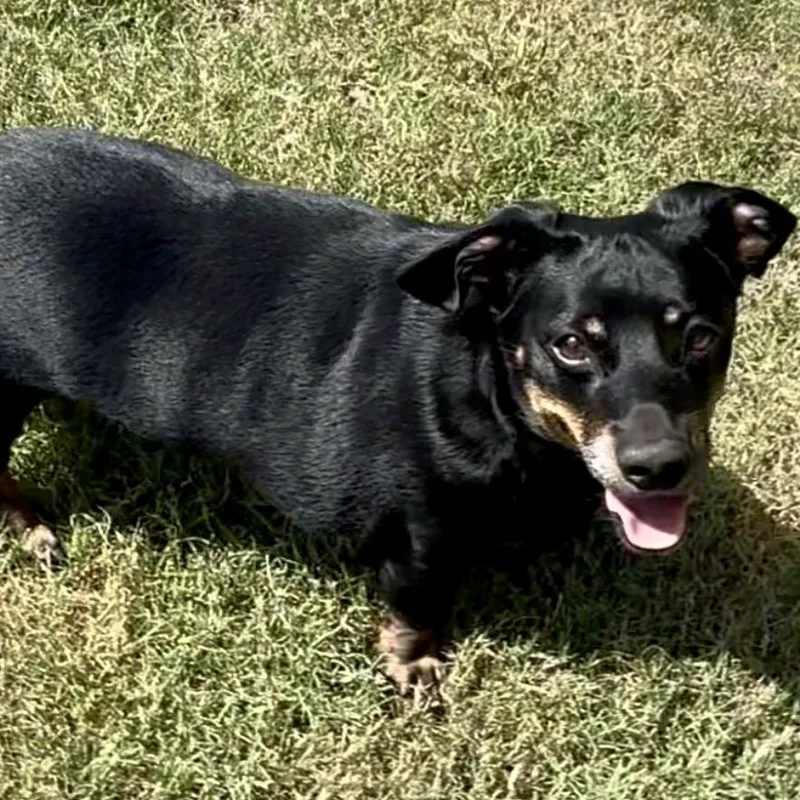 An adult small-sized male Black Dachshund dog named Chico for adoption in Pelham, NH