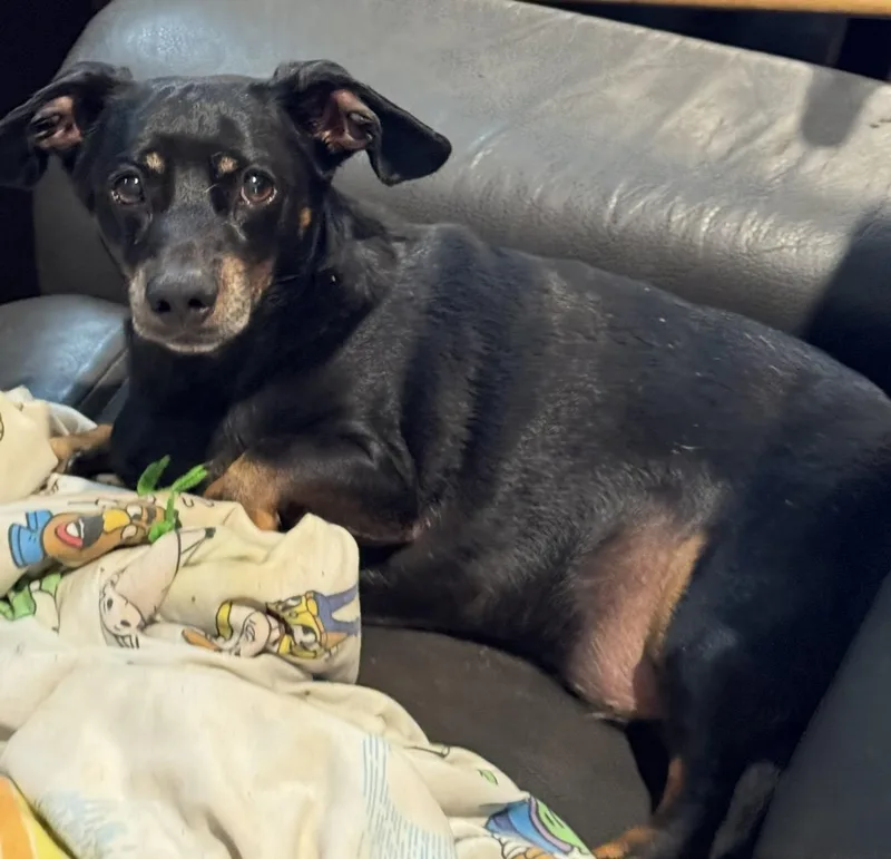 Chico thumbnail 3