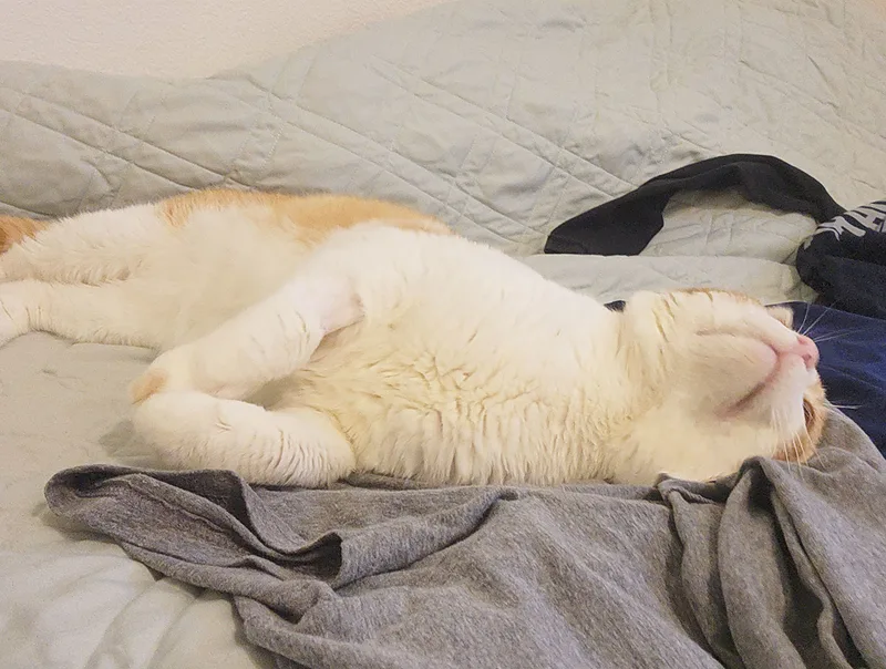 Macaroni thumbnail 2